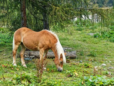 Güzel at ağacın altında otluyor.