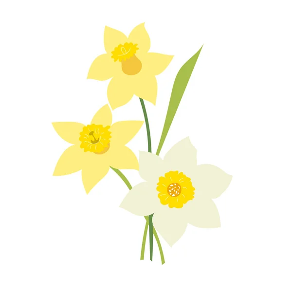 Flores Narcisas Aisladas Sobre Fondo Blanco — Vector de stock