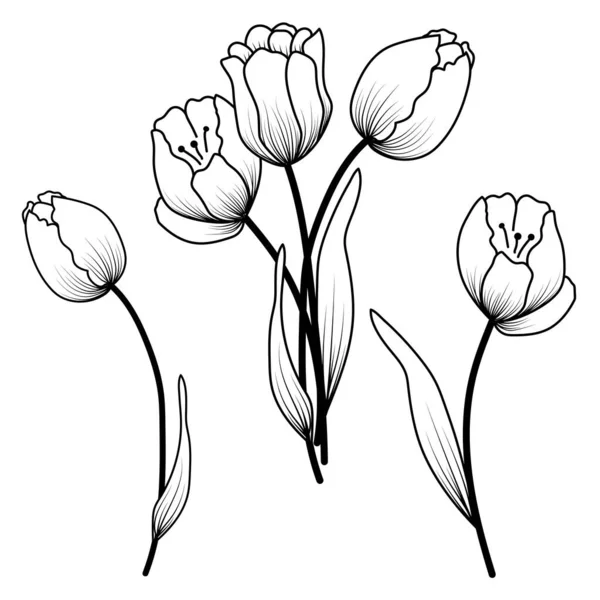 Otline Tulips Set Vector Illustration — Stock Vector