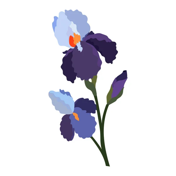 Iris Fleurs Isolées Sur Fond Blanc — Image vectorielle