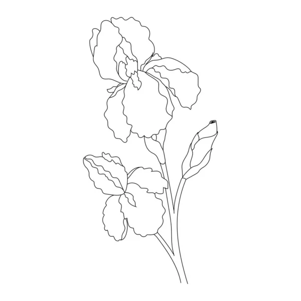 Contour Iris Fleurs Isolées Sur Fond Blanc — Image vectorielle