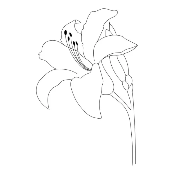 Contour Fleur Lys Isolé Sur Fond Blanc — Image vectorielle