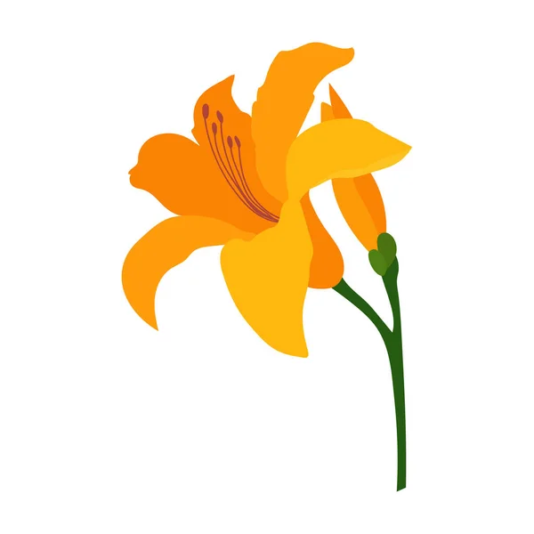 Fleur Lys Isolée Sur Fond Blanc — Image vectorielle