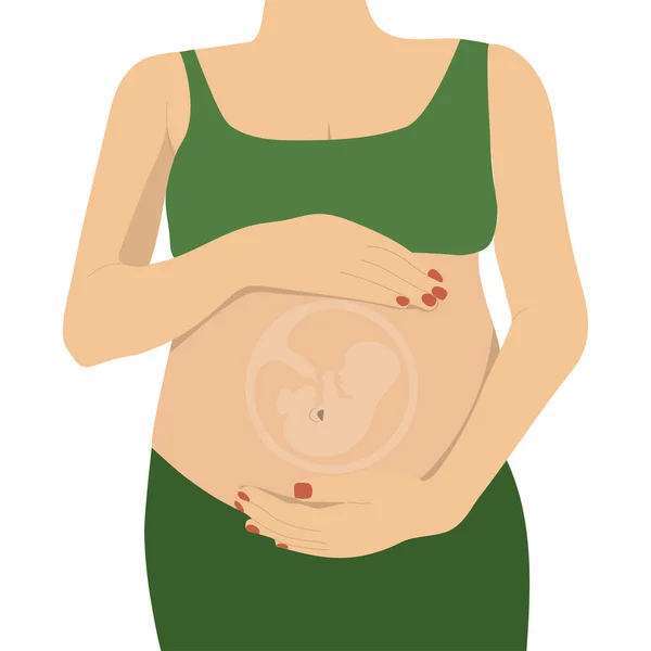 Pregnant Woman Baby Belly Human Embry Womb Vector Illustration — Stok Vektör