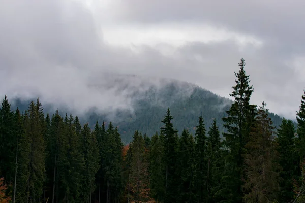 Neblige Neblige Berglandschaft Mit Tannenwald — Stockfoto