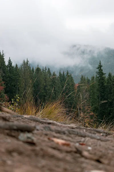 Dağlardaki Ormandaki Çam Ağaçlarının Üzerindeki Sis Karpatlar Ukrayna — Stok fotoğraf