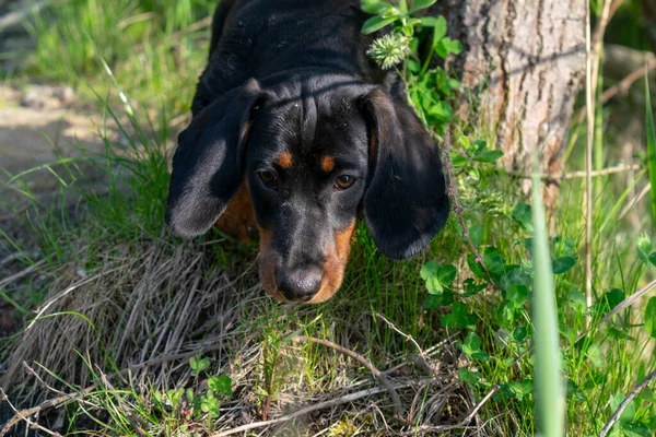 Dachshund köpek yavrusu, yakın portre..