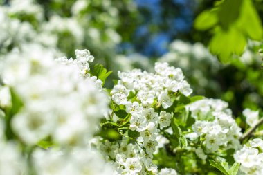 Yumuşak odaklı kiraz ağacı çiçeği. Ağaç dalında bahar beyaz çiçekleri.