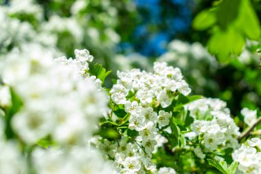 Yumuşak odaklı kiraz ağacı çiçeği. Ağaç dalında bahar beyaz çiçekleri.