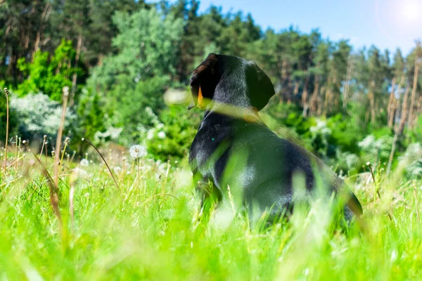 Dachshund Puppy Close Portrait — Stock fotografie