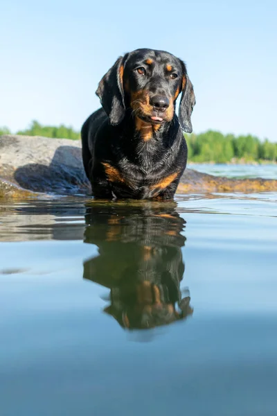 Dachshund Köpek Yavrusu Yakın Portre — Stok fotoğraf