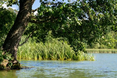 An old tree on the river bank.
