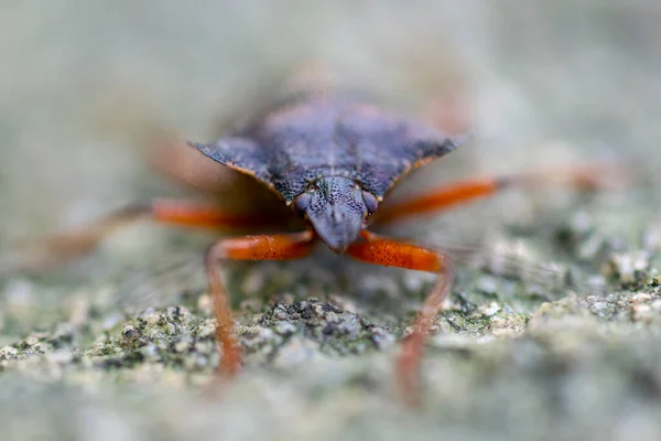 Macro Image Isolated Brown Marmorated Stink Bug — Stok fotoğraf