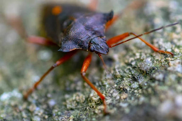 Macro Image Isolated Brown Marmorated Stink Bug — Stock Fotó