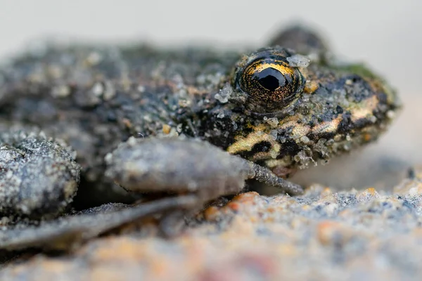 Macro Photo Frog Beautiful Yellow Eyes — Stockfoto