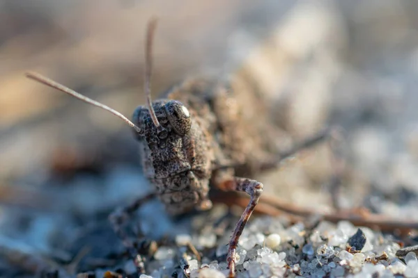 Macro Fotografie Van Een Sprinkhaan — Stockfoto