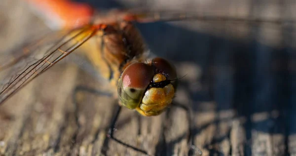 Macro Fotografía Una Libélula — Foto de Stock