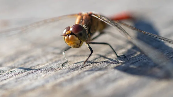 Macro Photography Dragonfly — Stock Photo, Image