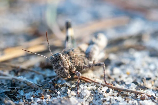 Macro Photography Grasshopper — Stock Photo, Image