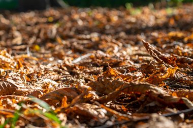 Beautiful autumn landscape falling leaves.