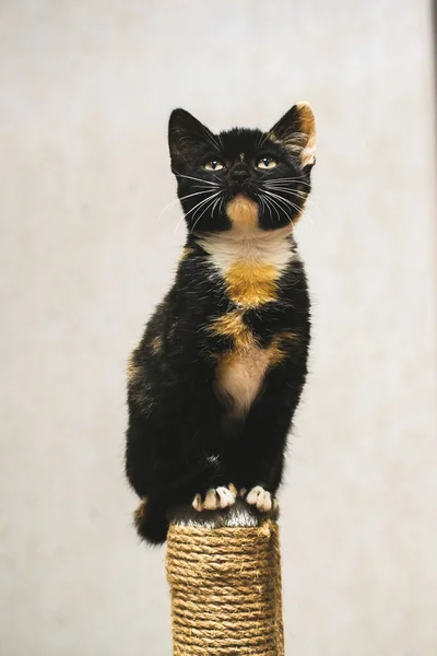 Černá Kočka Sedí Klacku Dívá Nahoru — Stock fotografie