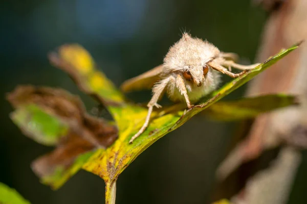 ハイファントリア Hyphantria Cunea アメリカン ホワイト バタフライ 農業や果物作物の危険な雑食性害虫 緑の葉の上にアメリカの白い蝶 ハイファントリアクナ — ストック写真