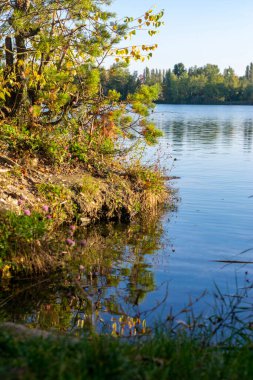 Nehirli sarı bir sonbahar ormanı olan Zhytomyr Panoraması..