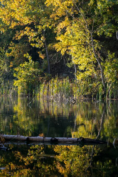 Панорама Житомира Желтый Осенний Лес Рекой — стоковое фото