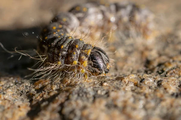 Extreme Macro Portrait Caterpillar — Stok fotoğraf