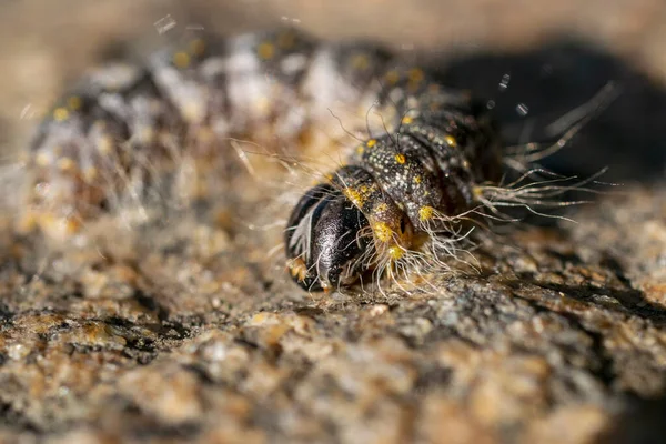 Extreme Macro Portrait Caterpillar — Stock Fotó