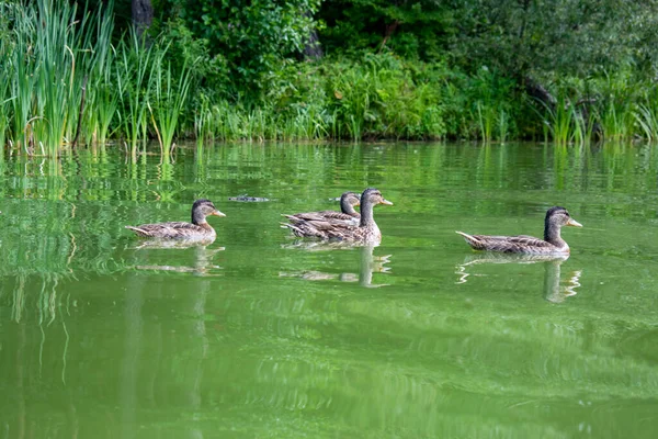Wild Duck Ducklings River — Stock Photo, Image