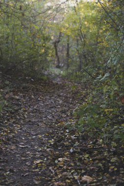 Sonbahar ormanı yolu ve arka planı bulanık ağaç.