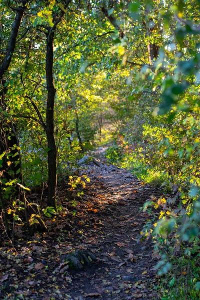 Jalan Hutan Musim Gugur Dan Pohon Dengan Latar Belakang Kabur — Stok Foto