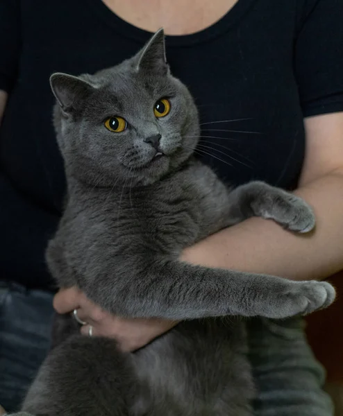 Gray cat, british cat breed