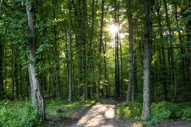 Açık hava eğlencesi, orman, temiz hava.