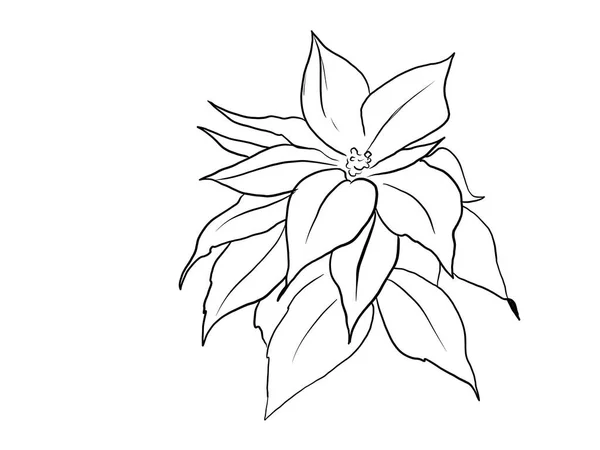 Poinsettia Virág Vázlat Elszigetelt Fehér Alapon — Stock Fotó
