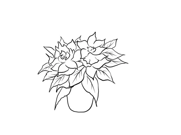 Poinsettia Kwiat Zarys Odizolowany Białym Tle — Zdjęcie stockowe