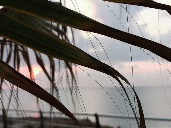 Sahilde Gün Batımına Karşı Palmiye Ağacı — Stok fotoğraf
