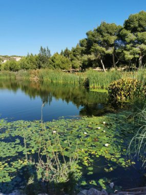 Güzel orman gölü. Güzel göl manzarasının panoramik manzarası