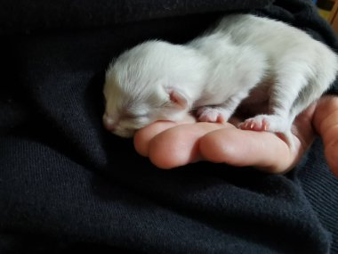 Yeni doğmuş yavru kedi siyah bir arka planda uyuyor. Huzur içinde ve sessizce uyu..