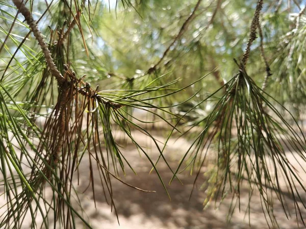 Aiguilles Vertes Sur Les Pins Dans Forêt Milieu Des Dunes — Photo