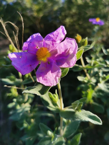 Rosa Frühlingsblume Auf Dem Feld — Stockfoto