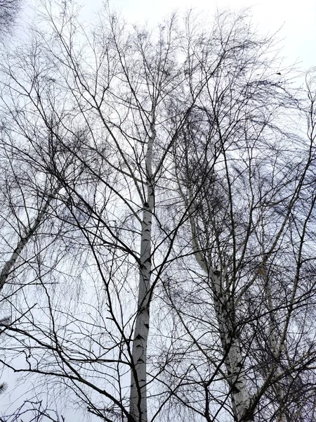 눈덮인 하늘에 자작나무 가지들 — 스톡 사진