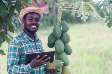 Papaya tarlasında tablet kullanan Afrikalı çiftçi. Tarım yeniliği ya da tarım kavramı.