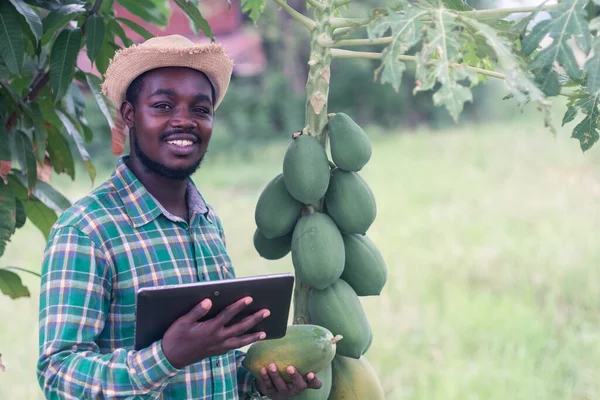 African Farmer Hat Using Tablet Organic Papaya Plantation Field Agriculture — стокове фото