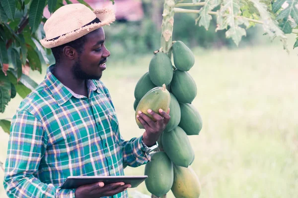 Papaya tarlasında tablet kullanan Afrikalı çiftçi. Tarım yeniliği ya da tarım kavramı.