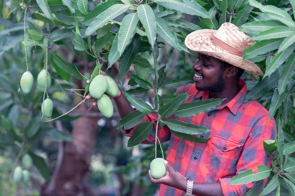 Африканський Фермер Збирає Плоди Манго Органічній Фермі Посмішкою Щастям — стокове фото