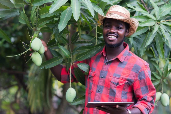 Африканський Фермер Збирає Плоди Манго Органічній Фермі Використанням Табло Сільське — стокове фото