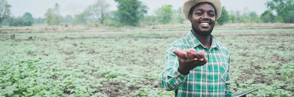 Африканський Фермер Тримає Свіжу Солодку Картоплю Органічній Фермі Використанням Табле — стокове фото