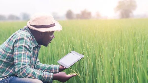 Afrikai Mezőgazdasági Termelő Használ Egy Tablettát Kutatási Levelek Rizs Ökológiai — Stock Fotó